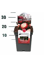 Rosa hybrid Nostalgie C5 Lit. 15-20 cm