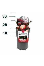 Rosa hybrid Nostalgie C3 Lit. 10-15 cm