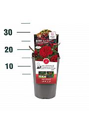 Rosa hybrid Nina Weibull C3 Lit. 10-15 cm