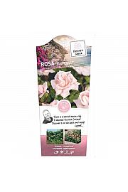 Rosa hybrid New Dawn C5 Lit. 40-60 cm Vzpenjava