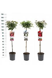 Rosa hybrid Mix Exclusive Collection C6 Lit. Na steblu 90 cm