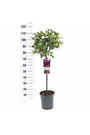 Rosa hybrid Minerva C6 Lit. Na steblu 60 cm