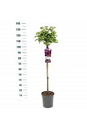 Rosa hybrid Minerva C6 Lit. Na steblu 90 cm