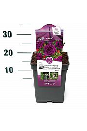 Rosa hybrid Minerva C5 Lit. 15-20 cm