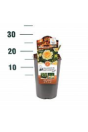 Rosa hybrid Midnight Romanza C3 Lit. 10-15 cm