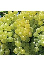 Vitis vinifera Citrina C4 Lit. 125-150 cm