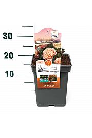 Rosa hybrid Marie Curie C5 Lit. 15-20 cm