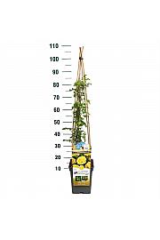 Rosa hybrid Lichtkonigin Lucia C5 Lit. 40-60 cm Vzpenjava