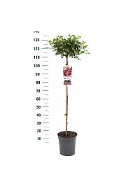 Rosa hybrid Leonardo da Vinci C6 Lit. Na steblu 90 cm