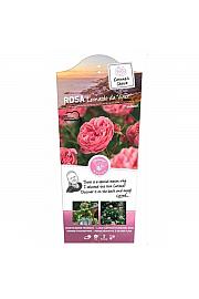 Rosa hybrid Leonardo da Vinci C6 Lit. Na steblu 110 cm