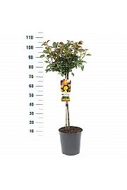 Rosa hybrid Lampion C6 Lit. Na steblu 60 cm