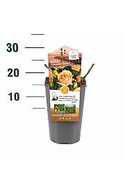 Rosa hybrid Hansestadt Rostock C3 Lit. 10-15 cm