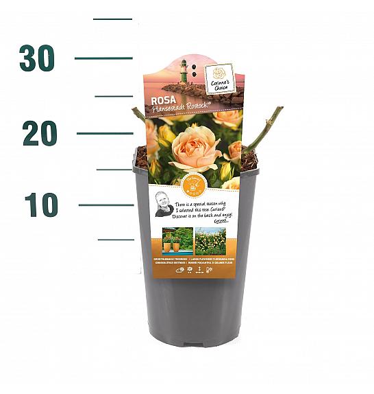 Rosa hybrid Hansestadt Rostock C3 Lit. 10-15 cm