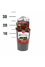 Rosa hybrid Grand Palace C3 Lit. 10-15 cm