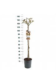 Rosa hybrid Garden of Roses C6 Lit. Na steblu 90 cm