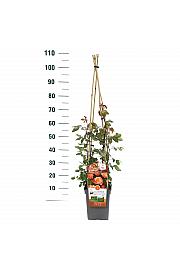 Rosa hybrid Freisinger Morgenrote C5 Lit. 40-60 cm Vzpenjava