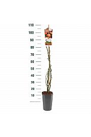 Rosa hybrid Freising Morgenrote C3 Lit. 50-60 cm Vzpenjava