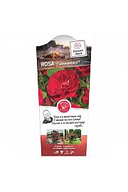 Rosa hybrid Flammentanz C3 Lit. 50-60 cm Vzpenjava