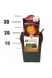 Rosa hybrid Flaming Star C5 Lit. 15-20 cm