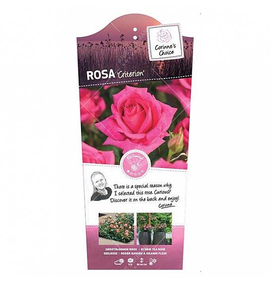 Rosa hybrid Criterion C6 Lit. Na steblu 90 cm