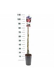 Rosa hybrid Coral Dawn C3 Lit. 50-60 cm Vzpenjava