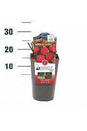 Rosa hybrid Chili Clementine C3 Lit. 10-15 cm