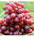 Vitis vinifera Apirena Rosa C4 Lit. 125-150 cm