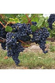 Vitis vinifera Apirena Nera C4 Lit. 125-150 cm