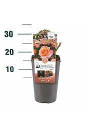 Rosa hybrid Brittania C3 Lit. 10-15 cm