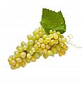 Vitis vinifera Apirena Bianca C4 Lit. 125-150 cm