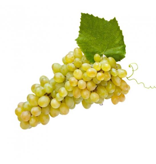 Vitis vinifera Apirena Bianca C4 Lit. 125-150 cm
