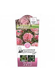 Rosa hybrid Bonica C6 Lit. Na steblu 110 cm