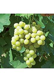 Vitis vinifera Ambra C4 Lit. 125-150 cm