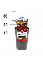 Rosa hybrid Balmoral C3 Lit. 10-15 cm