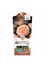 Rosa hybrid Augusta Luise C6 Lit. Na steblu 90 cm