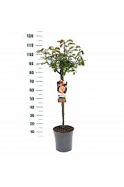 Rosa hybrid Augusta Luise C6 Lit. Na steblu 60 cm