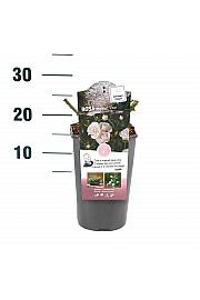 Rosa hybrid Aspirin Rose C3 Lit. 10-15 cm