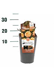 Rosa hybrid Apricot Clementine C3 Lit. 10-15 cm