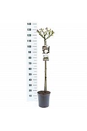 Rosa hybrid Alabaster C6 Lit. Na steblu 90 cm