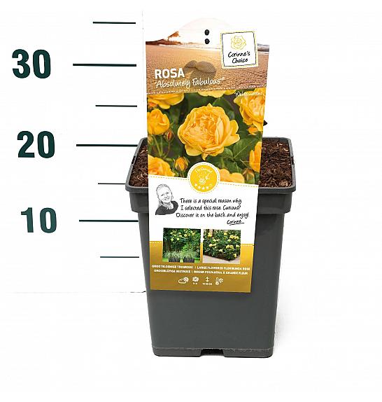 Rosa hybrid Absolutely Fabulous C5 Lit. 15-20 cm