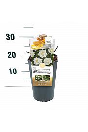Rosa Honeymilk® C3 Lit. 10-15 cm