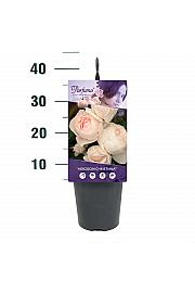 Rosa Herzogin Christiana® C3 Lit. 10-15 cm