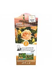 Rosa Hansestadt Rostock® C6 Lit. Na steblu 110 cm