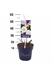 Rosa Gräfin Elke Zu Rantzau® C6 Lit. 30-40 cm