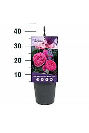 Rosa Gartenprinzessin Marie-José® C3 Lit. 10-15 cm