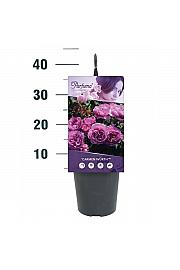 Rosa Carmen Würth(TM) C3 Lit. 10-15 cm
