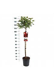 Rosa Bright Meilove® C6 Lit. Na steblu 90 cm