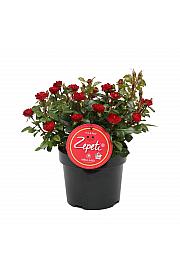 Rosa Zepeti® C3 Lit. 10-15 cm