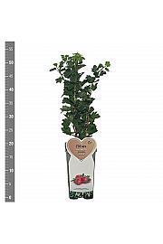 Ribes uva crispa Pax C2 Lit. 30-40 cm