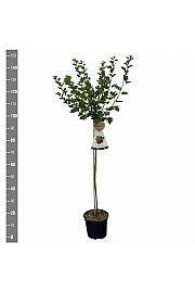 Ribes uva crispa Hinnomaki Red C5 Lit. Na steblu 90 cm